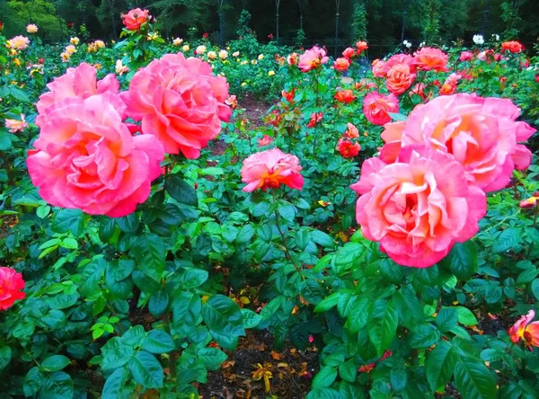 Rosas Jardín — Foto de Stock