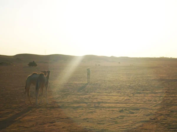 Egy Arab Sivatag Hajnalban — Stock Fotó