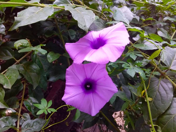 Néhány Virág Bokorban — Stock Fotó