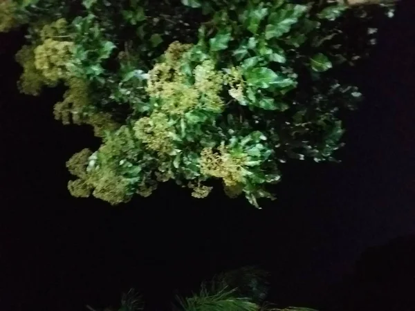 Étude Arbre Vert Pendant Nuit — Photo