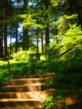 Tatilde yeşil ormanı ziyaret etmek