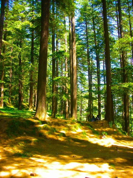 Manali Hindistan 'daki koyu yeşil orman.