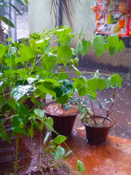 Мій Сад Сезон Дощів — стокове фото
