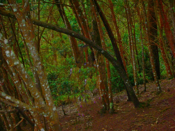 Groene Bossen Tijdens Regenseizoen — Stockfoto