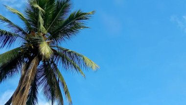 Hindistan 'da tropik bir cennet