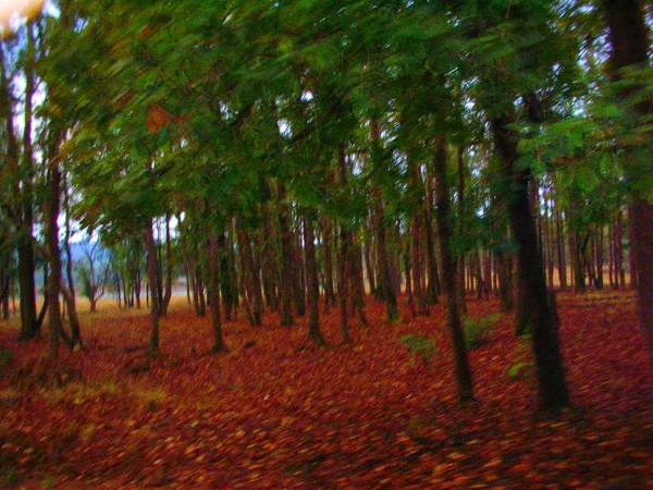 Індійський Ліс Восени — стокове фото