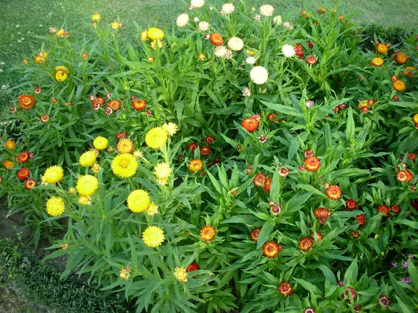Flores Adoráveis Meu Jardim — Fotografia de Stock