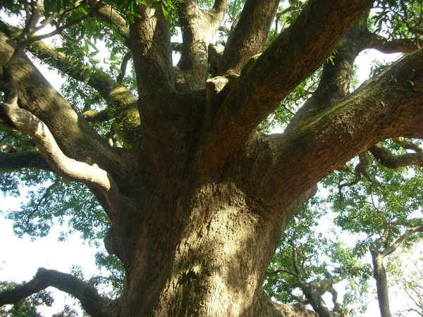 Zelený Strom Runě — Stock fotografie