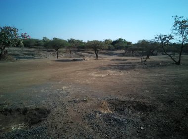 Madhya Pradesh Hindistan 'ında bir ormanın iç kısımları