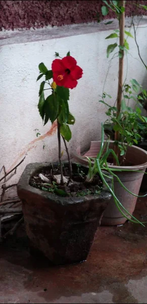 Hibiscus Rouge Dans Jardin — Photo