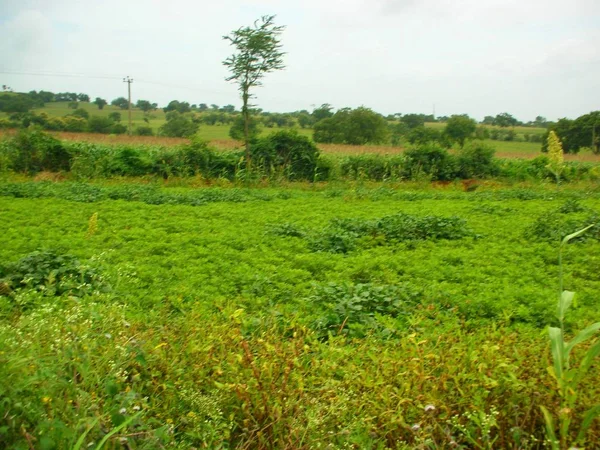 Een Indiaas Landbouwgebied — Stockfoto