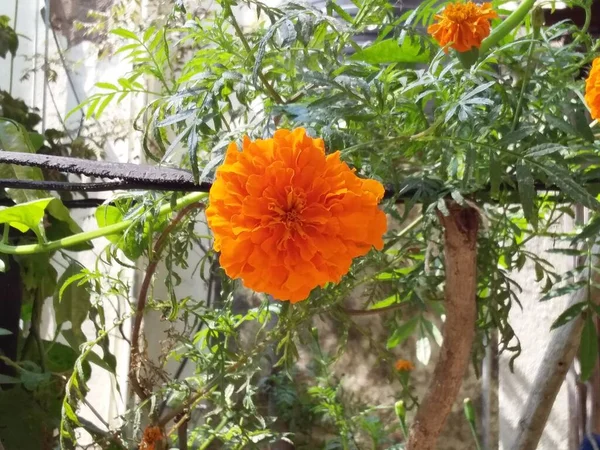 Marigold Ogrodzie — Zdjęcie stockowe
