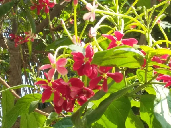 Einige Blumen Meinem Garten — Stockfoto
