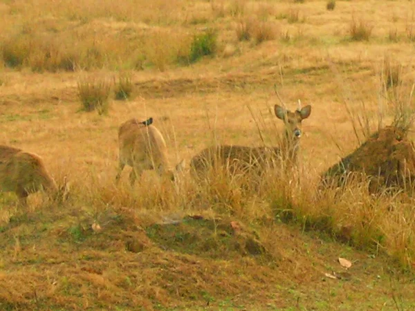 Visiting Indian Wild Sanctuary — Stock Photo, Image