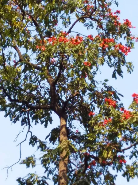 Butea Monosperma Llama Del Bosque Palash Tree — Foto de Stock