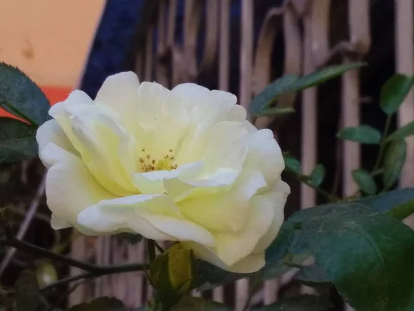 Uma Linda Bela Rosa — Fotografia de Stock