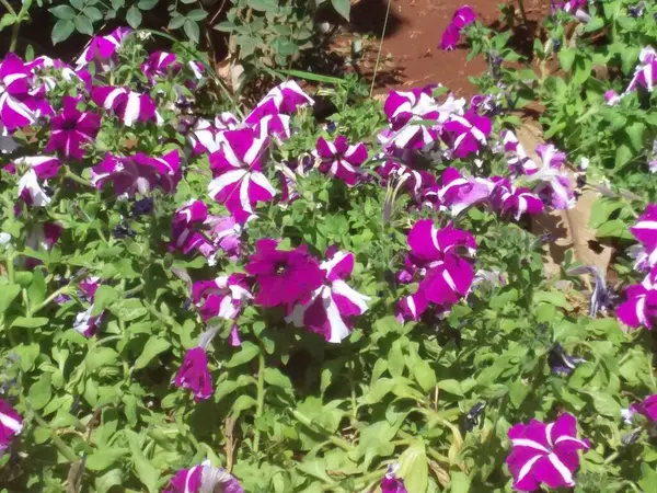 Fleurs Violettes Sur Buisson — Photo