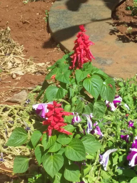 Rote Blüten Ionengrüne Pflanze — Stockfoto