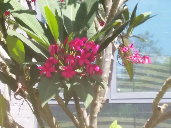 Quelques Fleurs Rouges Dans Jardin — Photo