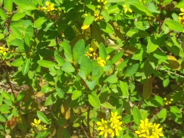 Niektóre Kwiaty Zielonymi Krzewami — Zdjęcie stockowe