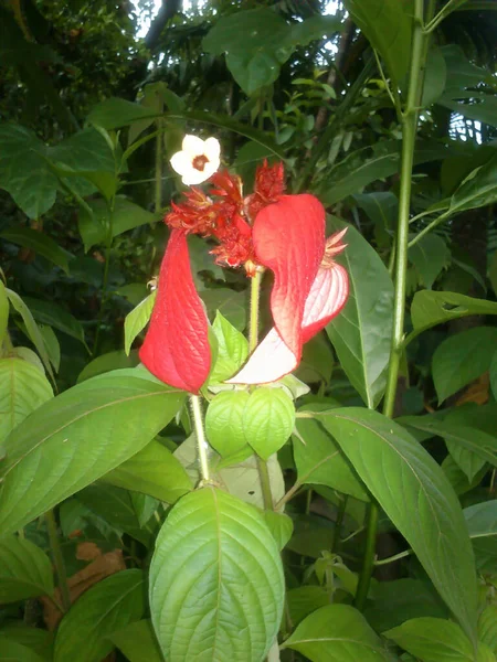 Egy Virág Bokorban — Stock Fotó