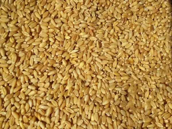 Fresh Wheat Grain — Stock Photo, Image