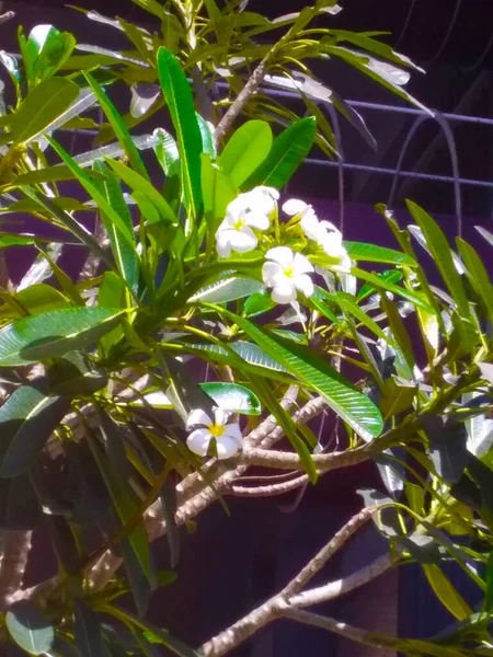 Квіти Зеленим Листям — стокове фото