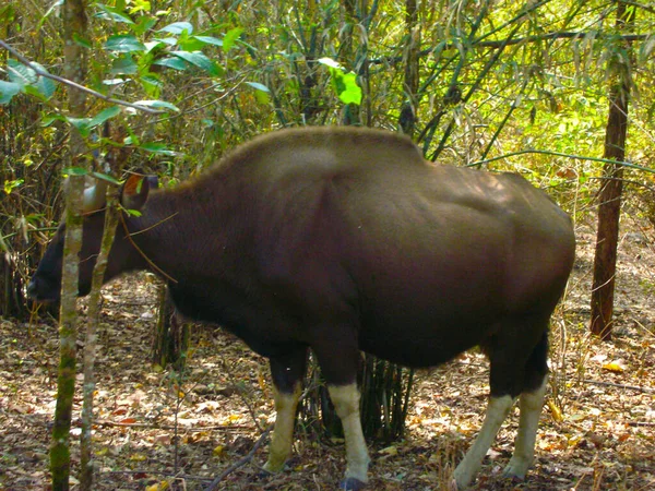 Faune Dans Forêt — Photo