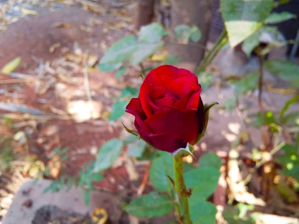 Egy Vörös Rózsa Kertben — Stock Fotó