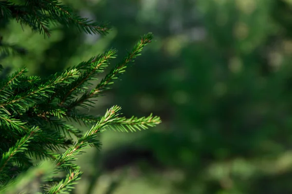 Pine forest. Evergreen coniferous trees