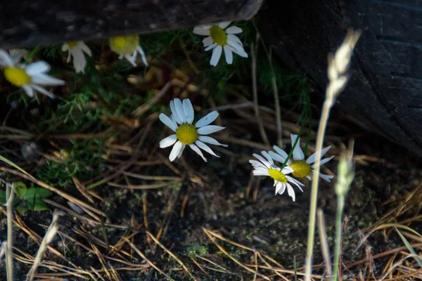 Kamille Eine Prachtvolle Feldpflanze Weiße Gänseblümchen Spätsommer Sind Genauso Schön — Stockfoto