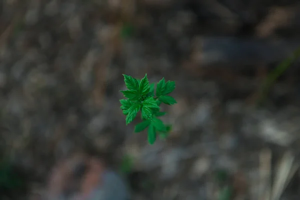 Green Leaves Young Maple Close View — Stock Photo, Image