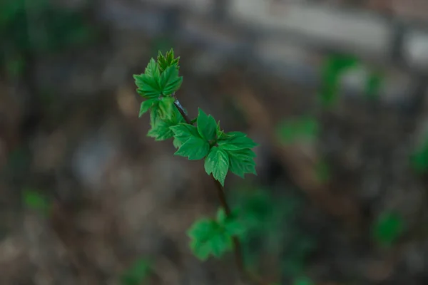 Maple Leaves Close Young Sprout Maple Tree — Stock Photo, Image