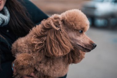 İlginç bir saç stili olan kırmızı bir kaniş kızın kollarına sakince oturur. Köpek sevimli bir yüzle başka yere bakıyor..