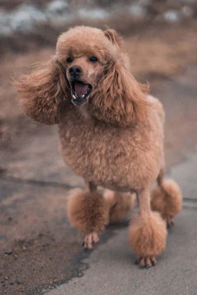 Asfaltlı Bir Yolda Kahverengi Bir Kaniş Koşar Havlar Bir Köpek — Stok fotoğraf