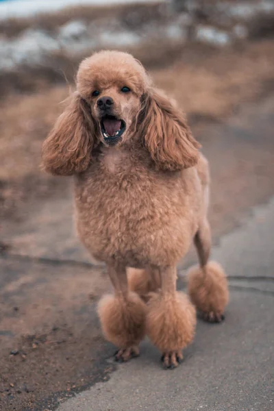 Brown Poodle Paved Path Runs Barks Dog Walks Street Sidewalk — Stock Photo, Image