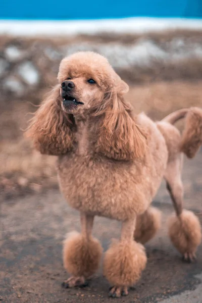 Kahverengi bir kaniş asfalt yolda durur ağzı hafifçe açılır ve başka yere bakar. Yürüyüşe çıkmış şirin bir köpek..