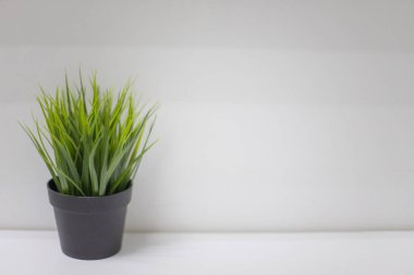 Beyaz arka planda, rafta suni yeşil çimenler olan siyah bir kap. Metin kopyalamak için boş boşluk.