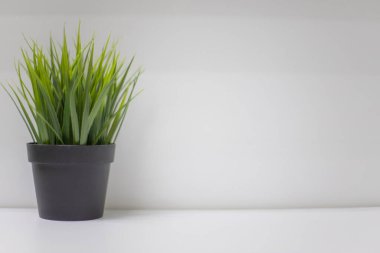 Beyaz arka planda, rafta suni yeşil çimenler olan siyah bir kap. Metin kopyalamak için boş boşluk.