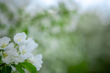 Arkaplanda elma dalları ve metin için yeri olan yeşil ağaçlar. Bahçede çiçek açan elma ağacı. Boşluğu kopyala.
