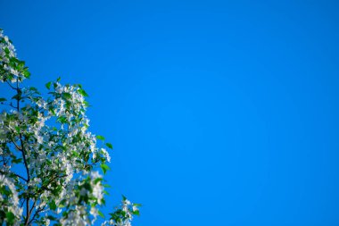 Elma ağacı dalları mavi gökyüzüne karşı yazı için yeri var. Bahçede çiçek açan elma ağacı. Boşluğu kopyala.