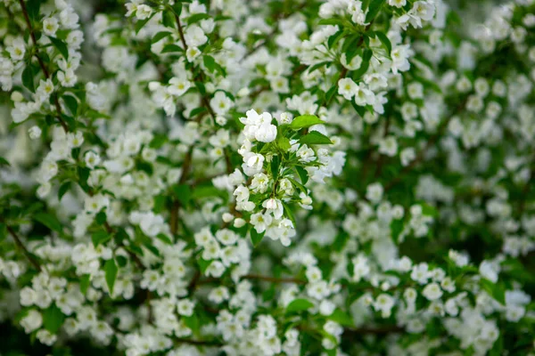 Manzano Floreciente Primavera Huerto Manzana — Foto de Stock