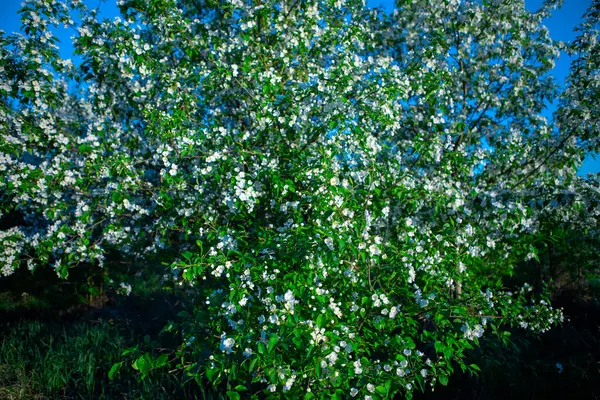 Bloeiende Appelboom Het Voorjaar Appelboomgaard — Stockfoto