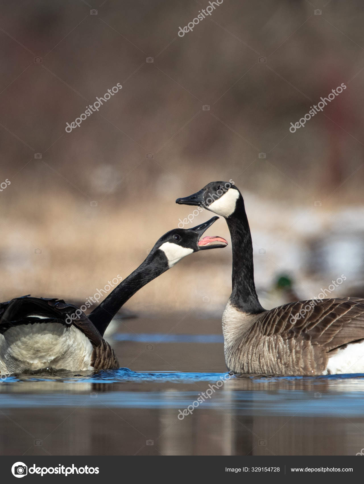 canada goose return policy