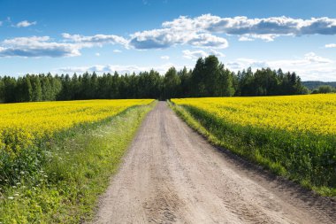Parlak sarı kolza tohumu yaz alan arasındaki küçük yol. Finlandiya
