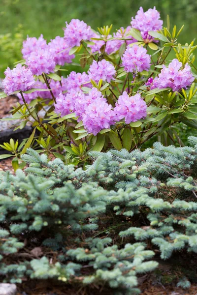 Schön blühender rosa Rhododendron im Garten — Stockfoto