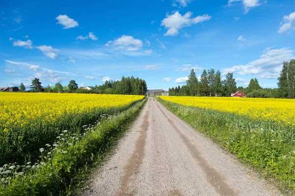 Small road between field of bright yellow rapeseed in summer. Finland Stock Photo