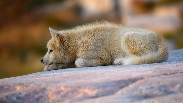 Cachorrinho de cão da Groenlândia ao pôr do sol — Fotografia de Stock