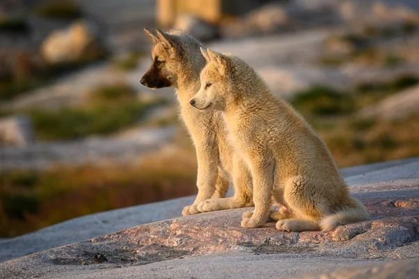 Groenlandse hond puppy bij zonsondergang — Stockfoto