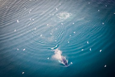 Batı Grönland llulissat Jakobshavn Jacobshaven balina keporkak